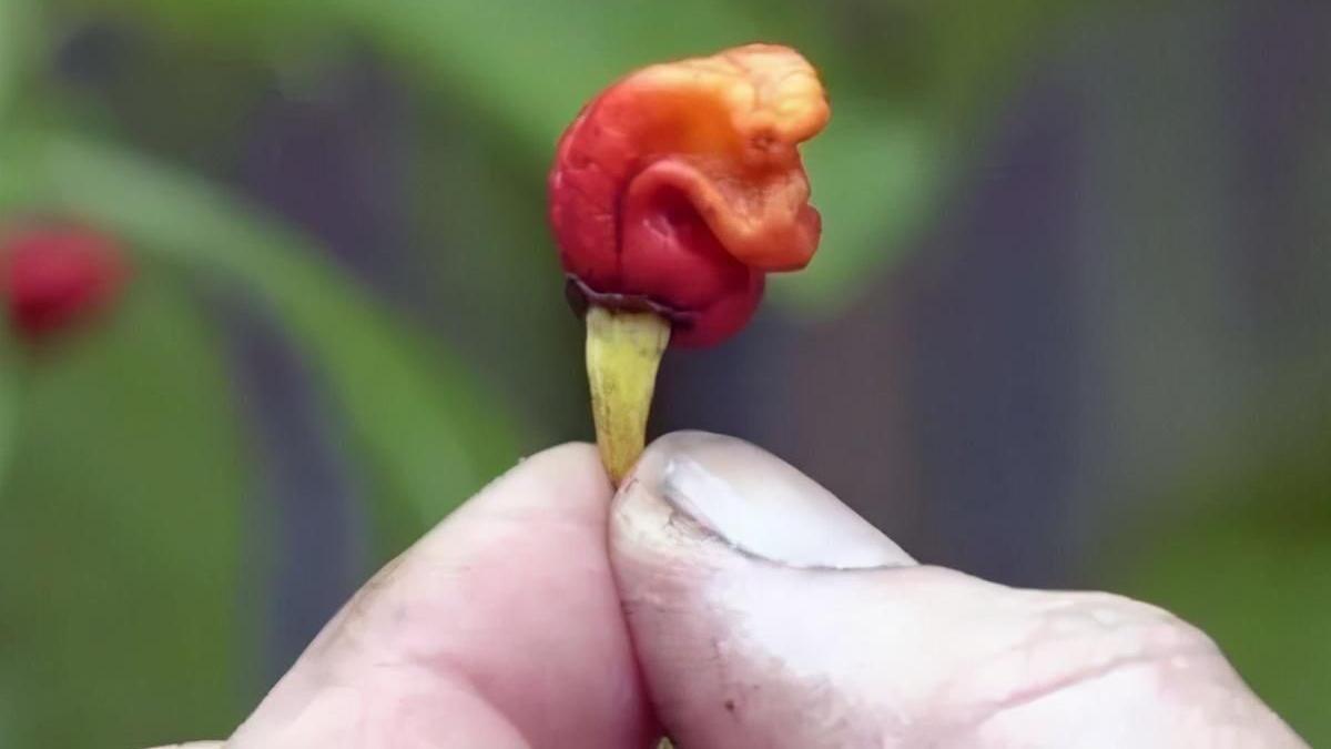 辣椒|龙息辣椒可以吃吗？辣度竟堪比催泪瓦斯，舔一口都不行