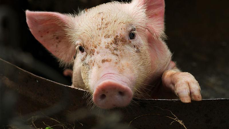 属鼠|猪猪猪属猪的九月下旬运势财运亨通，注意家庭和谐.