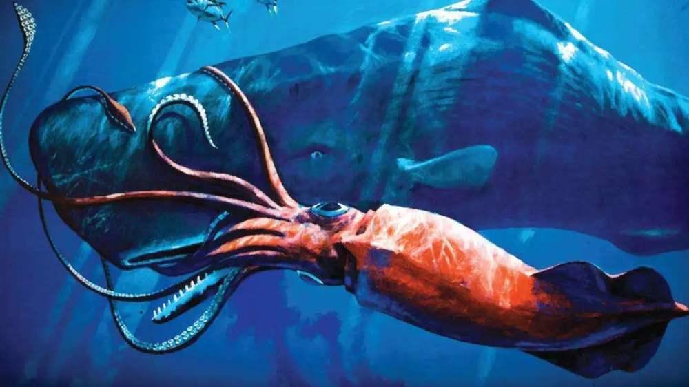 抹香鲸 深海的怪兽决斗：抹香鲸大战巨乌贼，场面好似科幻片！