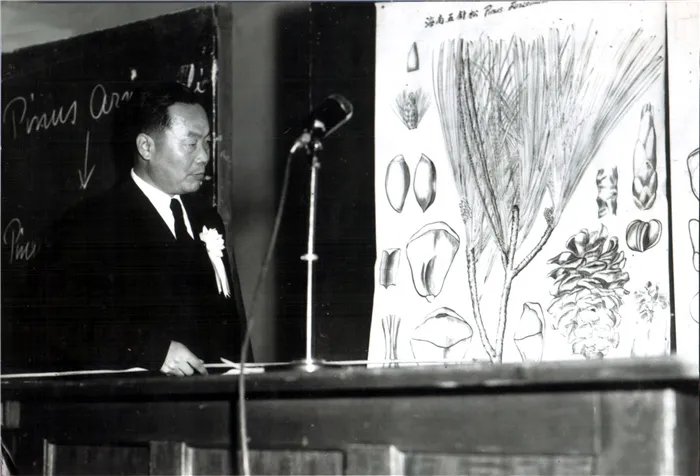 【郑万钧】他发现了一棵树，这树至少已存在200万年