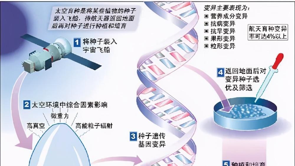 转基因 “中国天稻”收割，太空育种和转基因育种有何不同？是否安全？
