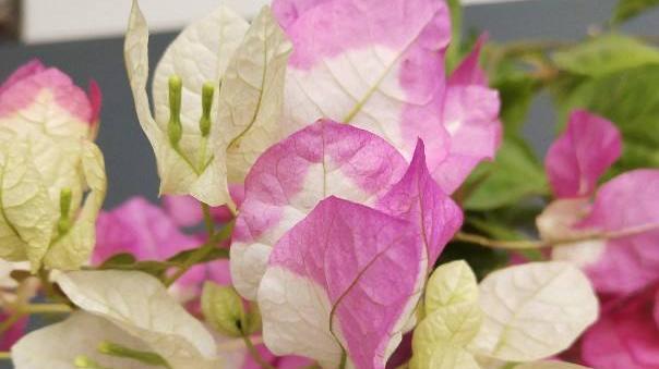 花百科 6個三角梅勤花品種，養(yǎng)好1棵就能開爆，一開花就成“搖錢樹”