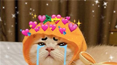 桉月|表情包：超可爱的猫咪文带字表情包