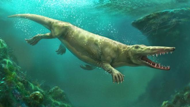 早期四足动物的陆地运动演化：从鳍到四肢，从水到陆地