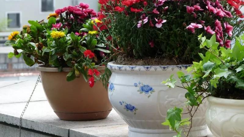 阳台花园，美！美！美！