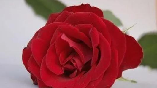 诚然情感之事|七杀很旺的女人选错了结婚时间，又选错了结婚对象，结果就很糟心