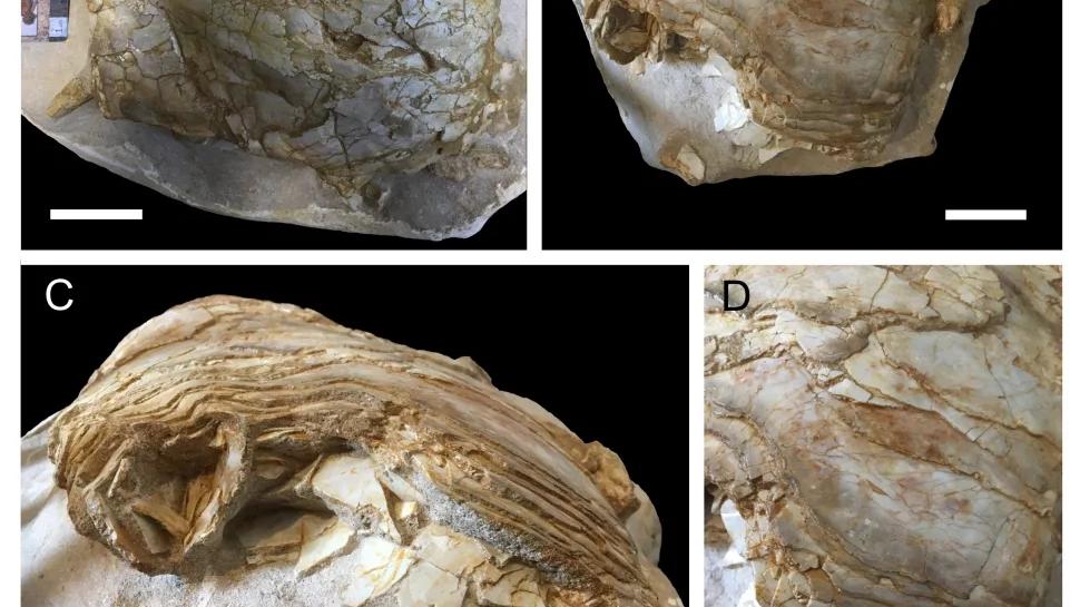 化石 摩洛哥意外发现：从肺化石中看到大白鲨大小的远古鱼类