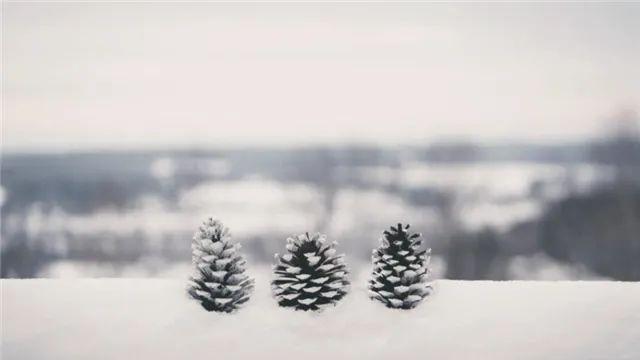 陪读时间 鲁迅：雪，经典散文