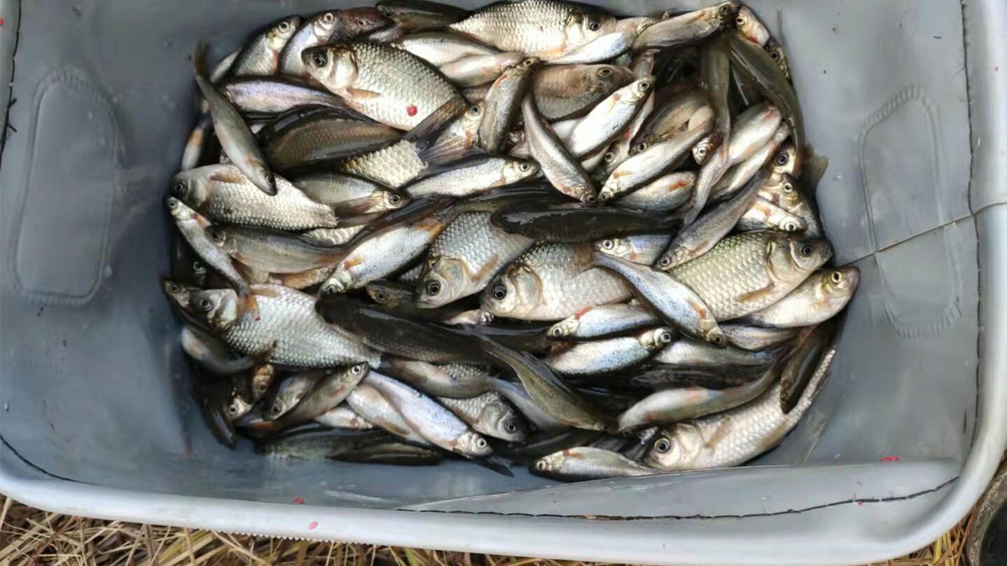 |?野河沟拉饵钓鱼，狂拽398条小杂鱼，这是钓鱼人的下酒好菜