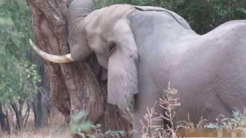 舜网 令人气愤！一头奇怪的大象不停用头撞树，救援人员发现真相后气愤不已