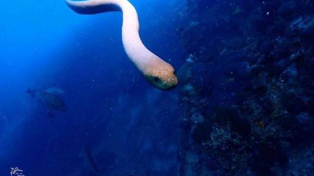海蛇 研究：海蛇攻击人类极其罕见，咬人原因是错把人类当成“对象”