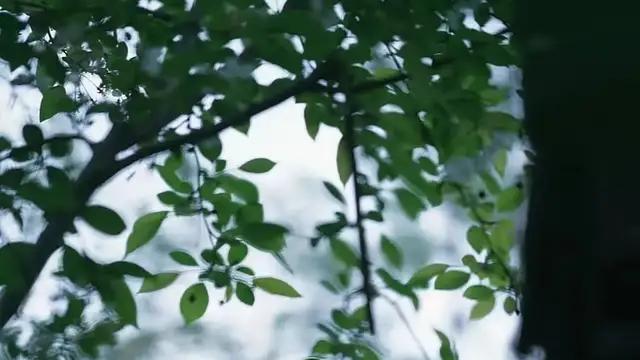 依伊爱阅读|人到中年，懂得如何让生命含香