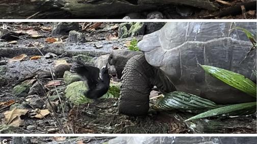 陆龟 看！缓慢的乌龟“猎手”在捕食一只小鸟