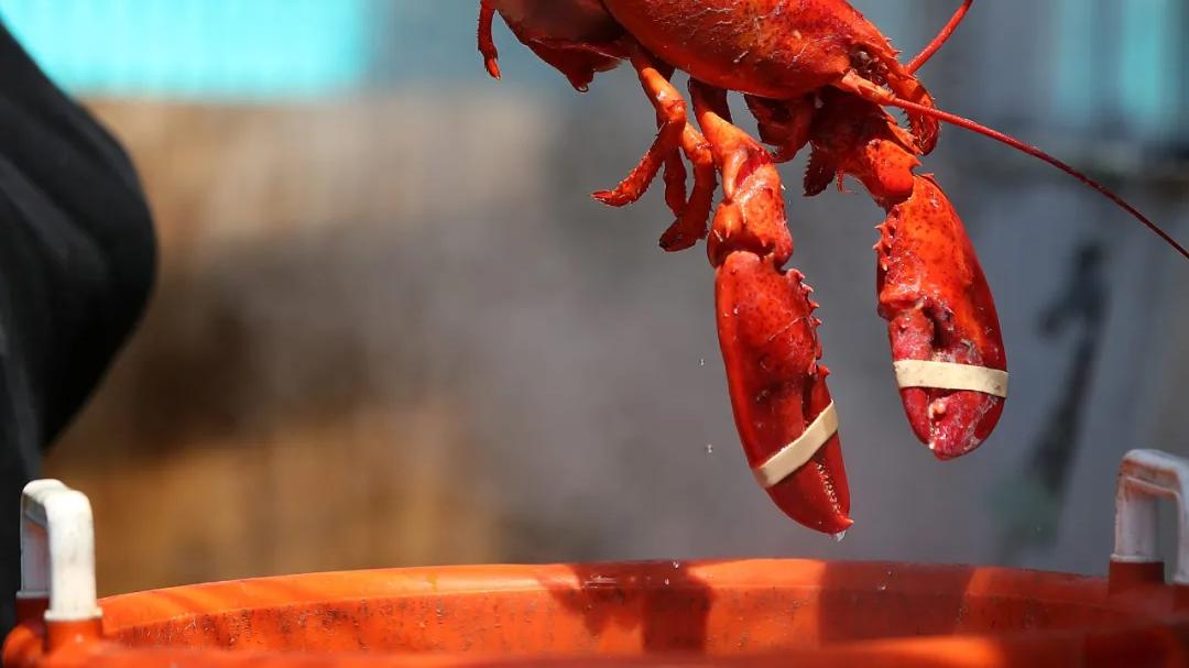 量子纠缠 保护动物福利，英国将禁止煮食龙虾螃蟹章鱼：它们也会痛！