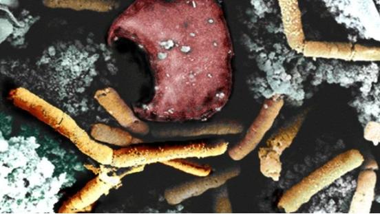 微生物 2.4万年前的生物被“复活”，地球在发出警告，人类未来需警惕