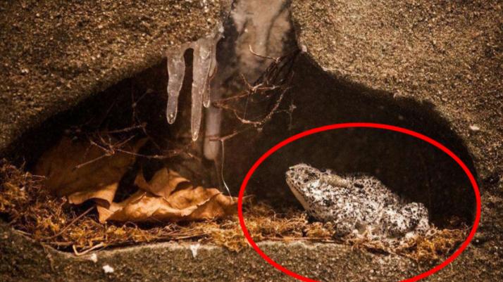 灯塔水母 地质学家发现200万年前的活青蛙，皮肤柔软有光泽