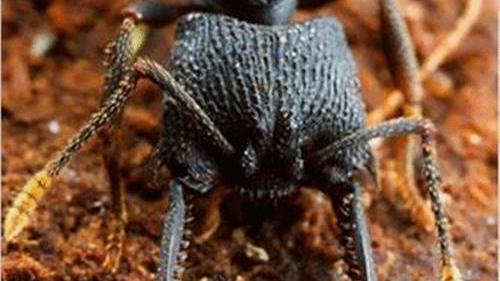鸡蛋 世上最大的蚂蚁品种之一的子弹蚁，却有着让人痛不欲生的能力