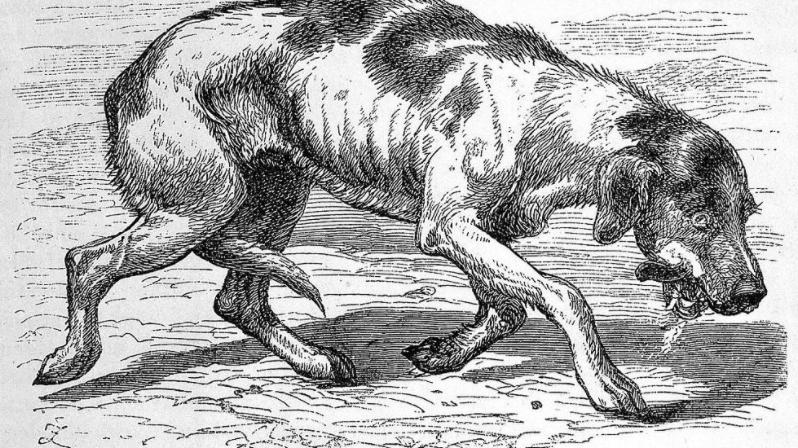 科学家 古代硬核的狂犬病治疗方式：烙铁直接烫伤口！这样的方法有用吗？