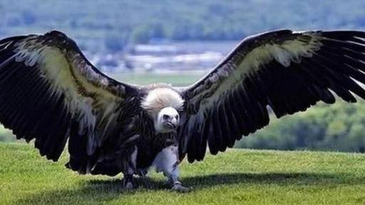 狮子 ?空中霸主阿根廷巨鹰，翅膀宽14米，堪比飞机，可以猎杀狮子吗？