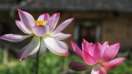 诚然情感之事 八字伤官生财，但财星透出月干，适合上班的同时，也会赚偏财钱