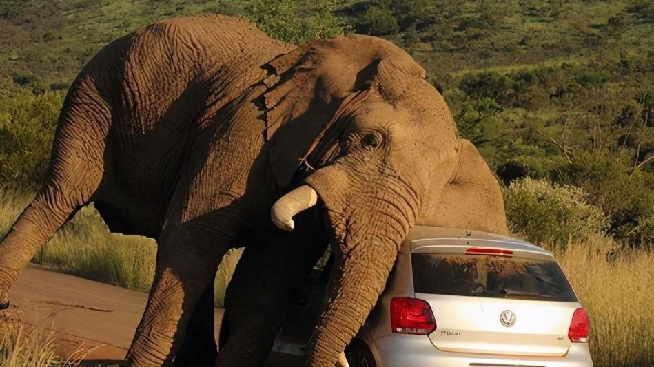 奇想 大象也会报复人类吗？在荒郊野外，面对大象攻击要如何逃生？