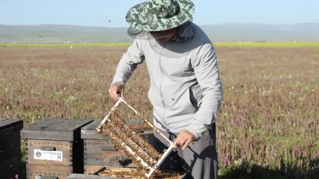 田野牧蜂|蜂王浆一般什么时间喝比较好? 蜂王浆什么时候喝?