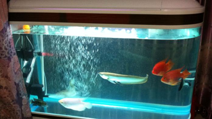 龙吟师傅教大家正确摆放鱼缸来旺财运