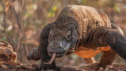 科莫多巨蜥 食肉动物的巅峰对决！被“神话”的科莫多巨蜥，战斗力到底如何
