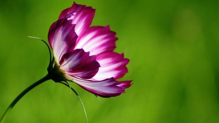 辣椒情感|8月底财运势如破竹，财路大开，横财接二连三，贵人相助的3星座！