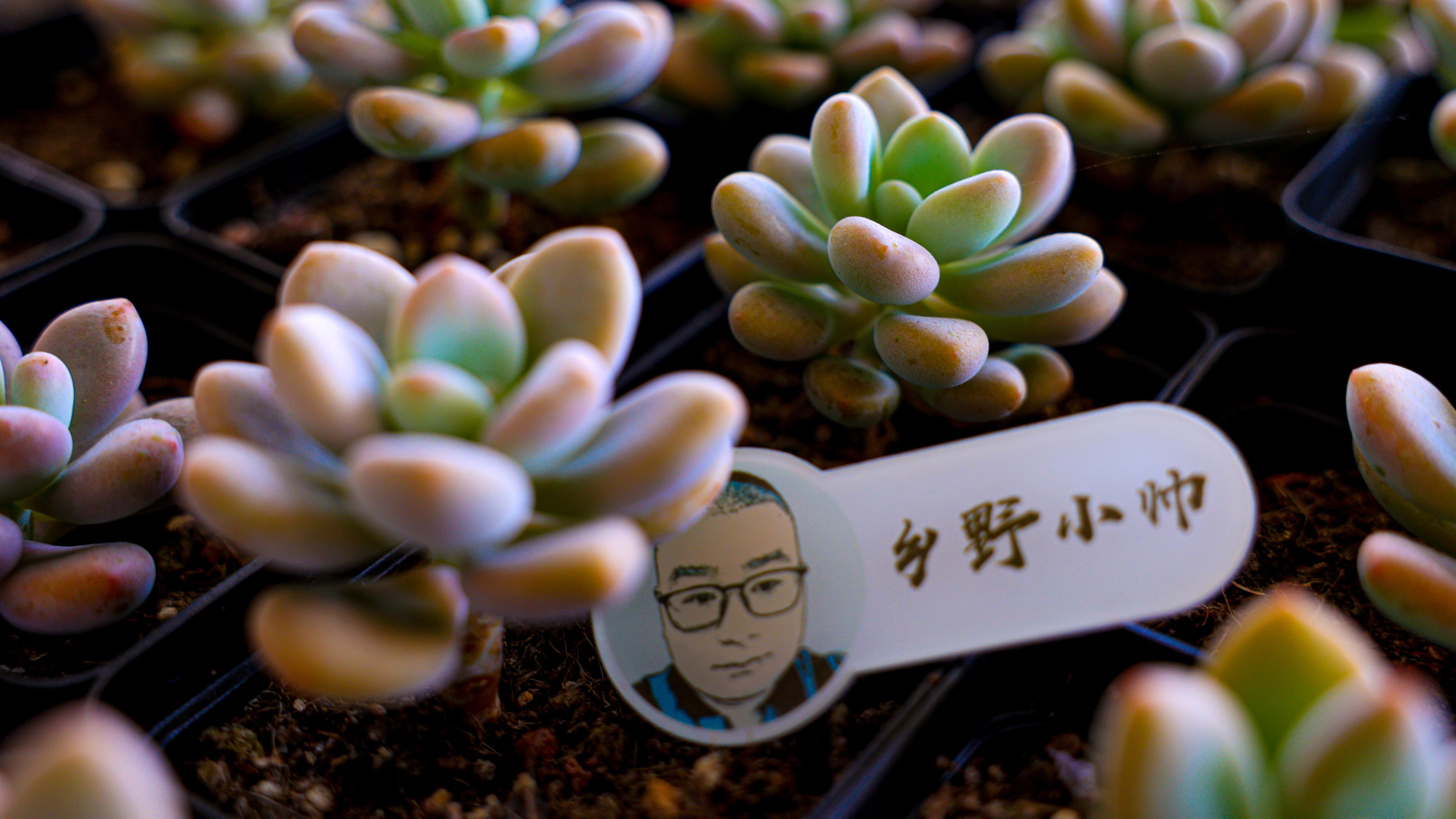 冬天室内养多肉需要补光灯吗？需要注意什么？多肉养护补光灯篇