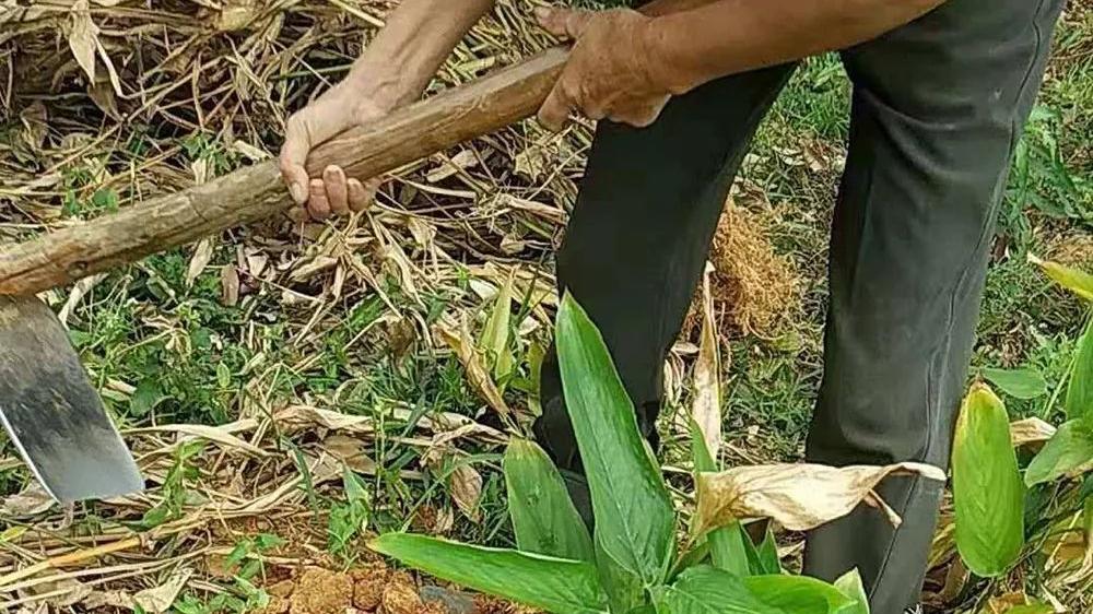 食盐|冬天特有的一种薯，长得像冬笋，产量高味道好，南方人喜欢种