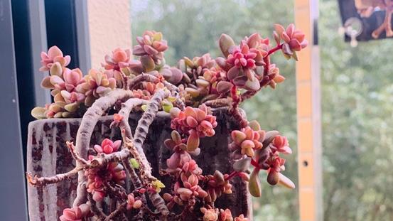 植萌|多肉紫心悬挂的老桩，原来都是这样塑造出来的