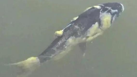 气温逐渐降低，鱼类患上水霉病的几率大大增加，如何预防？