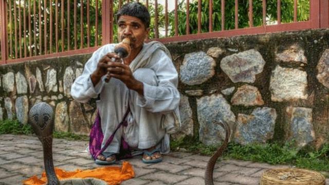 红宝石蛇？印度发现的毒蛇新品种，号称自然界中最“高贵”的毒蛇