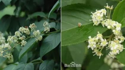 短发 减肥效果胜过手术！雷公藤红素有望成为世界首款减肥中药