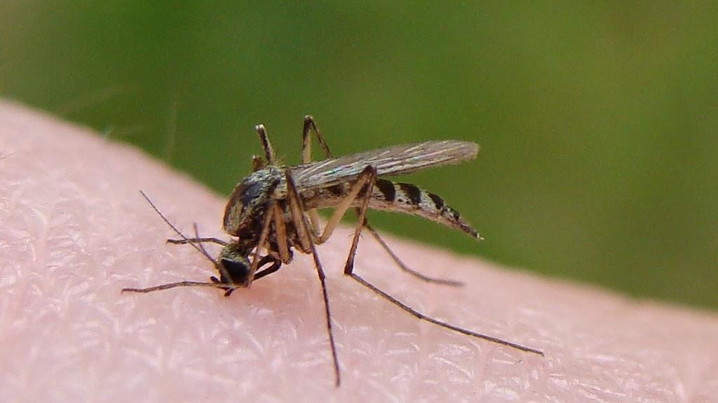蚊子 为何蚊子不会被雨滴砸死？身体构造独特，或能运用到微型飞行器上