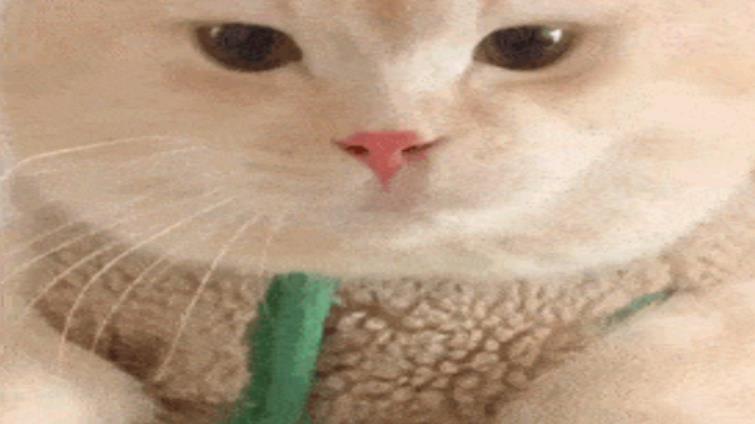 桉月|表情包：猫咪动图表情包 ???