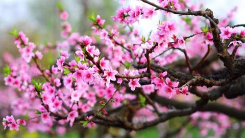 卜师傅八字命理|什么样的桃花容易有花无果，感情容易受伤？