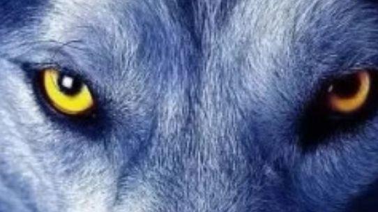 生肖|心理测试：你认为下面哪只眼是狗眼？测10年后你的社会地位有多高