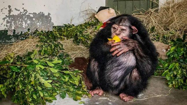 被遗弃的黑猩猩被人类照顾长大，最后却惨遭同类打死