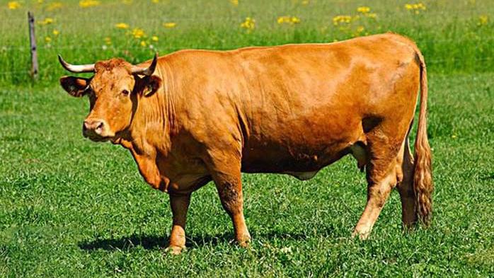 一二三四牛，牛牛牛！犇！