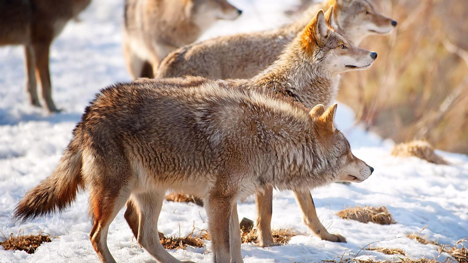 金雕结队围捕狼群，为了生存下去，狼王无奈吃掉所有幼狼！