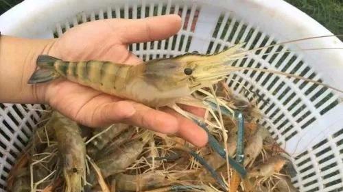 重庆|牛！连涨3周！大涨9元/斤，虾价最高达180元，后市还要涨涨涨！