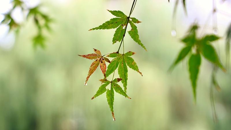 梦美儿|选错人毁一生