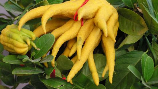 美容养颜|美容养颜就喝这三种茶