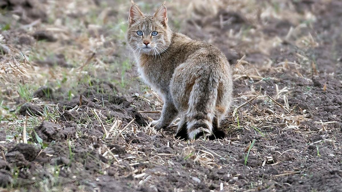 四川省 四川3000多米的荒山上发现一种神秘“野猫”，是众鼠辈的克星