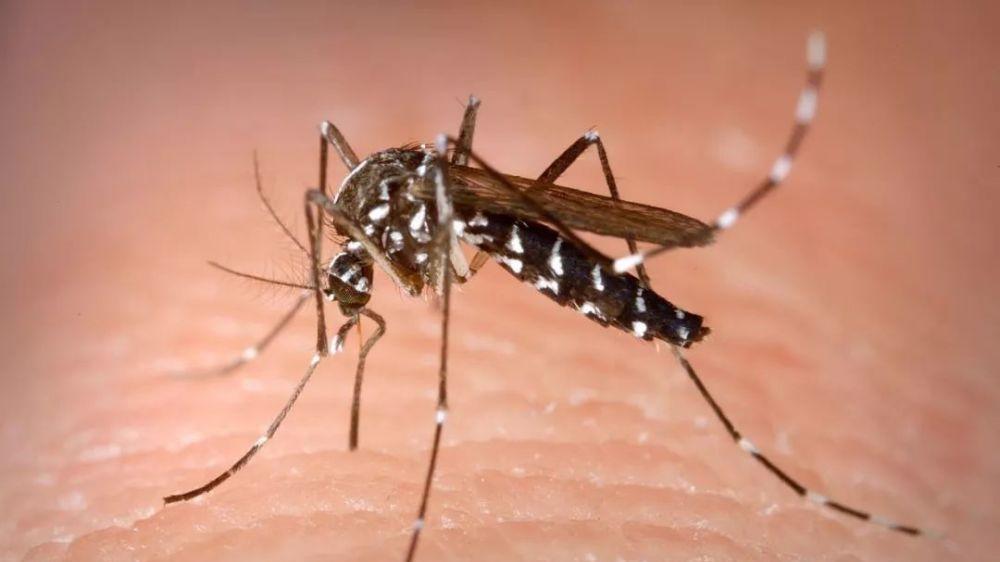 NASA 花蚊子该灭绝了吧？咬得人生疼，如今终于找到解决办法！