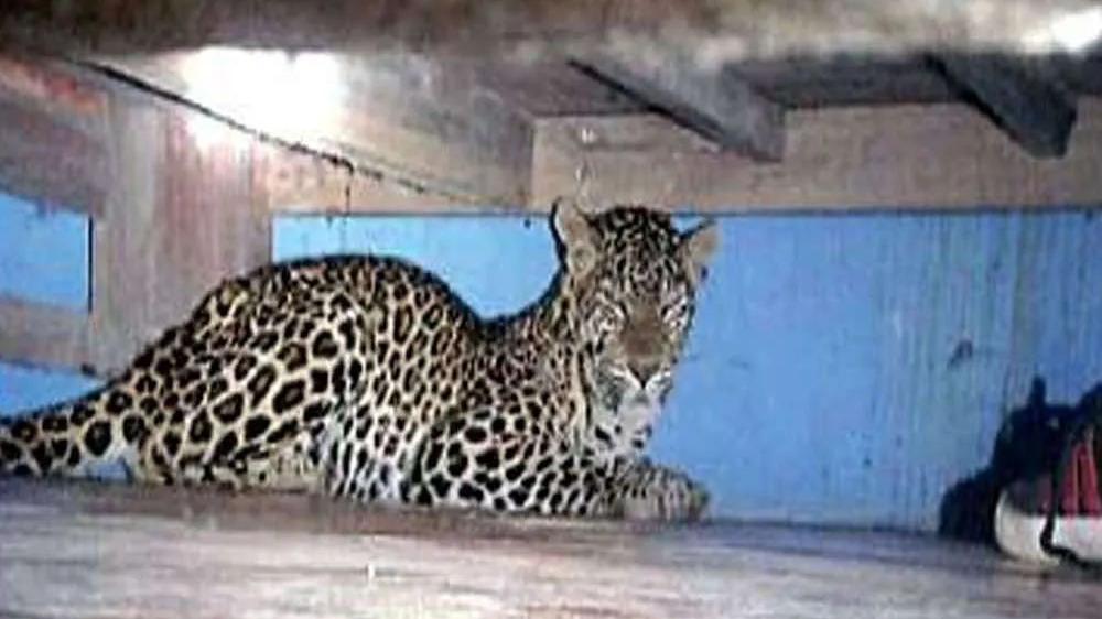 印度男子厕所遇到豹子：床下、厨房、杂物间，“豹喜”未曾间断