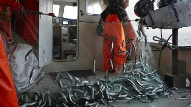 鲱鱼罐头|堪称全球最臭工厂，狗进去都吐出隔夜饭，做出来的食品却人人爱吃