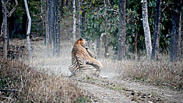 印度发生虎豹大战，结果没有悬念，什么情况下豹子能杀死老虎？